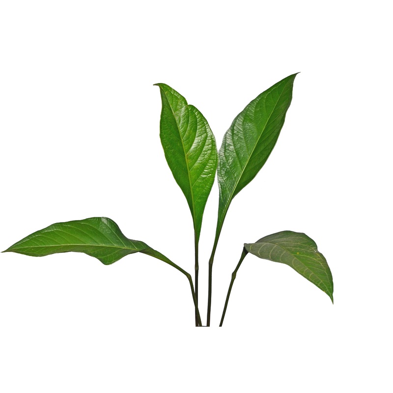 Anthurium acaule (seedling)