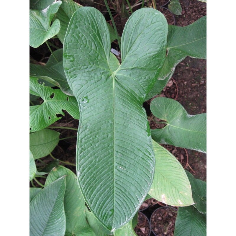 Anthurium argyrostachyum 1