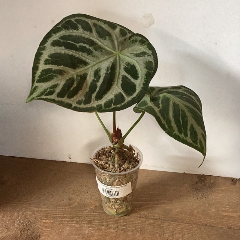 Anthurium Crystallinum x Anthurium Dorayaki
