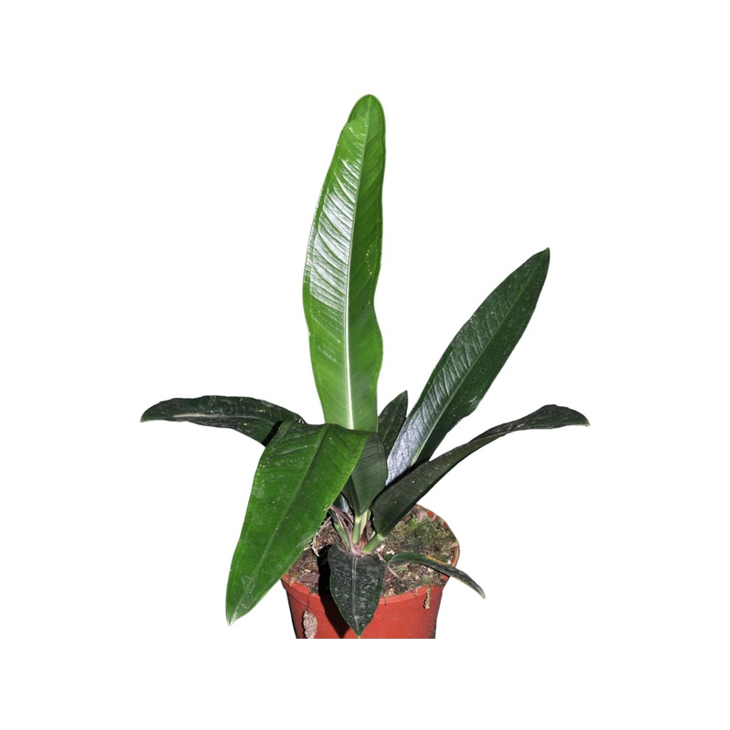 Anthurium ernestii