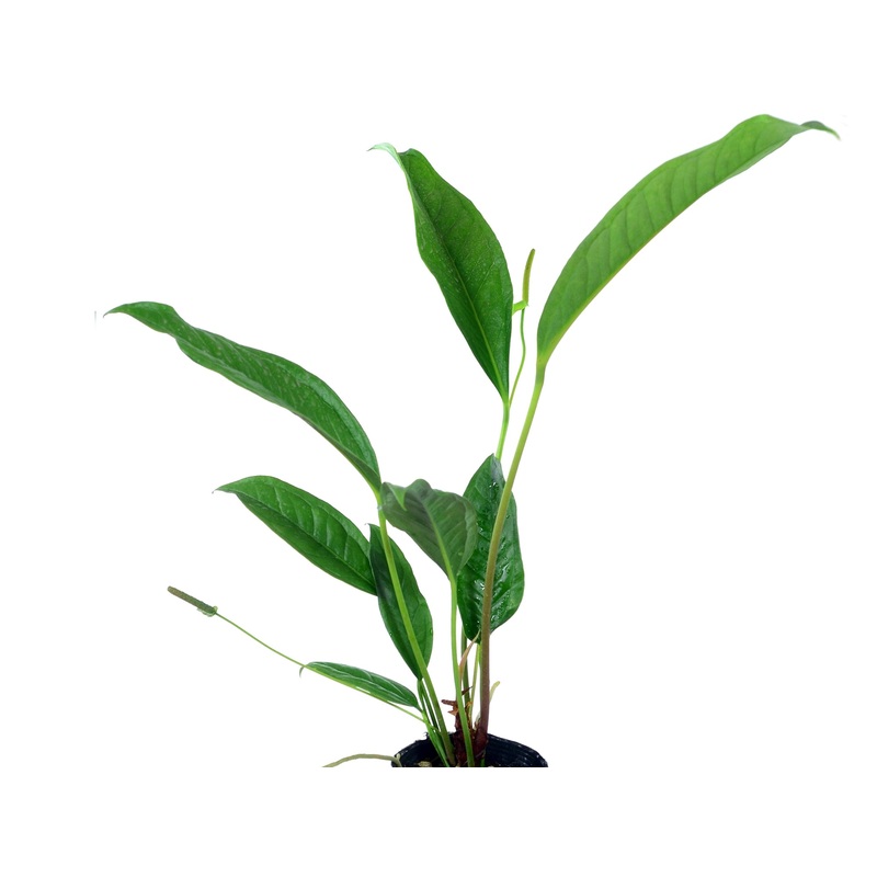 Anthurium gracile Ecuagenera (seedling)