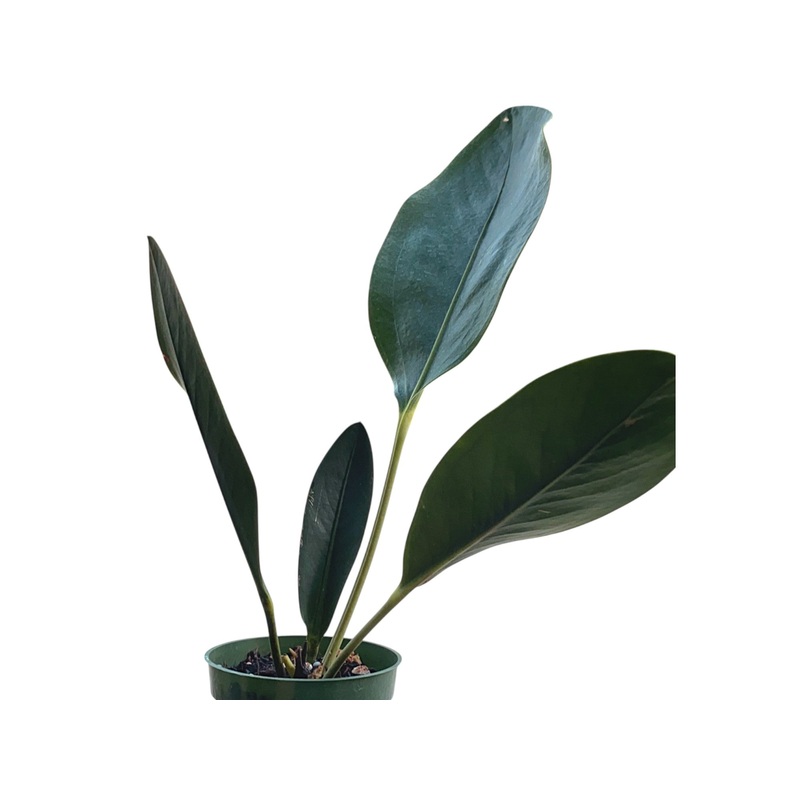 Anthurium gracile ‘Norte’