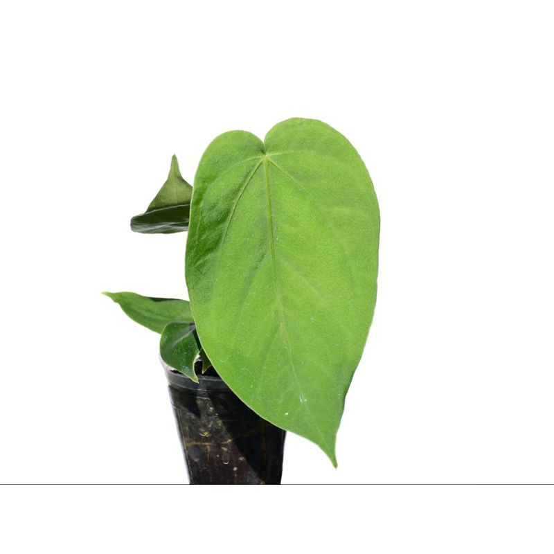 Anthurium gustavii