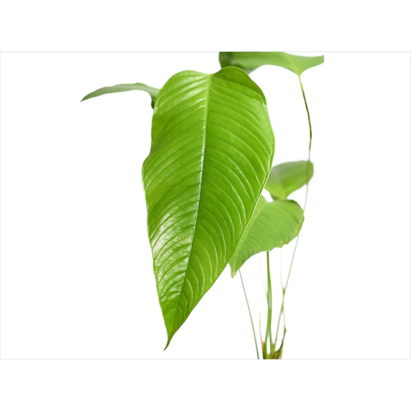 Anthurium lineolatum – seedling