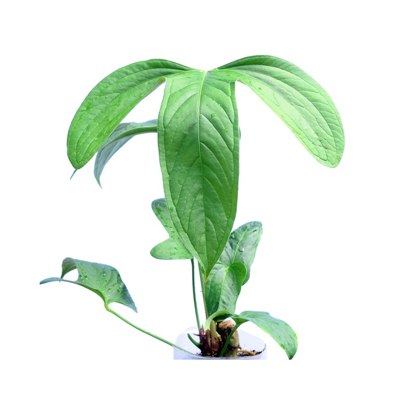 Anthurium moronense (seedling)