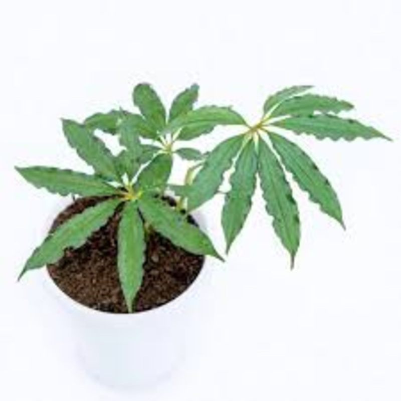 Anthurium Polyschistum