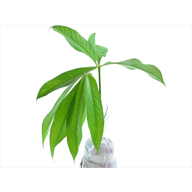 Anthurium pseudoclavigerum (seedling)