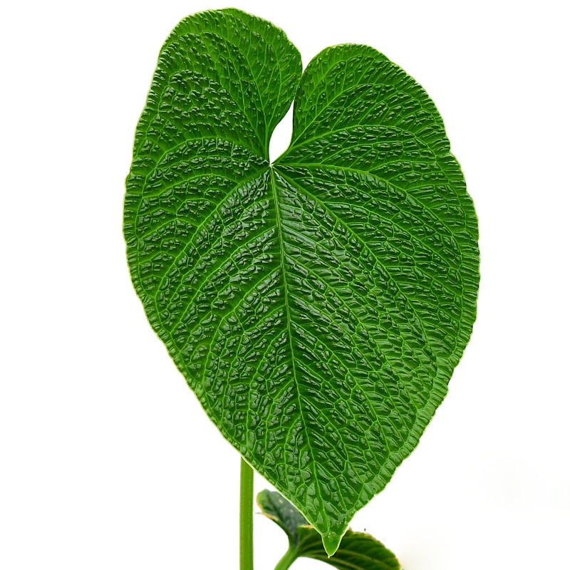 Anthurium splendidum