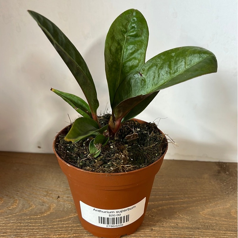 Anthurium superbum|4″