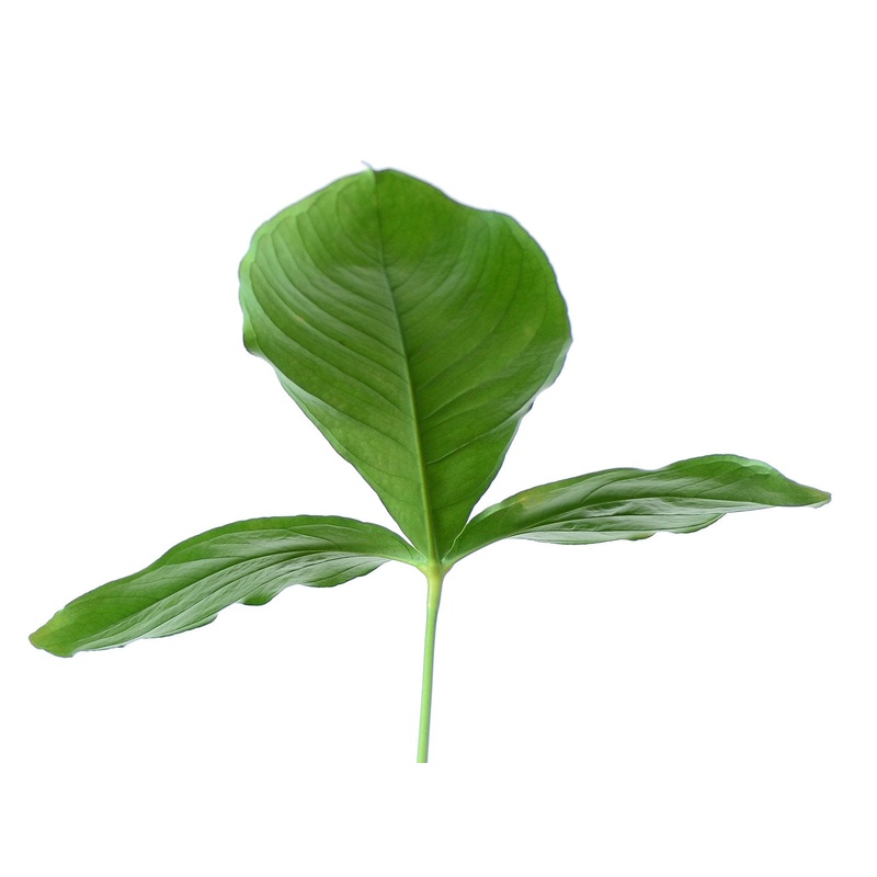 Anthurium triphyllum