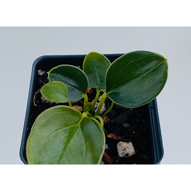 Anthurium weberbaueri – seedling