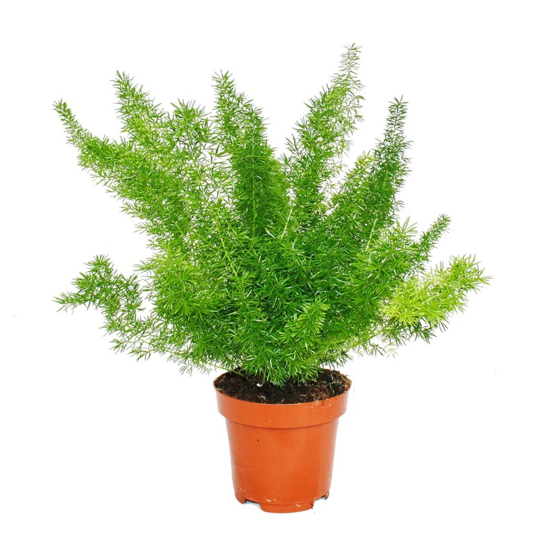 Asparagus meyeri  Foxtail Fern