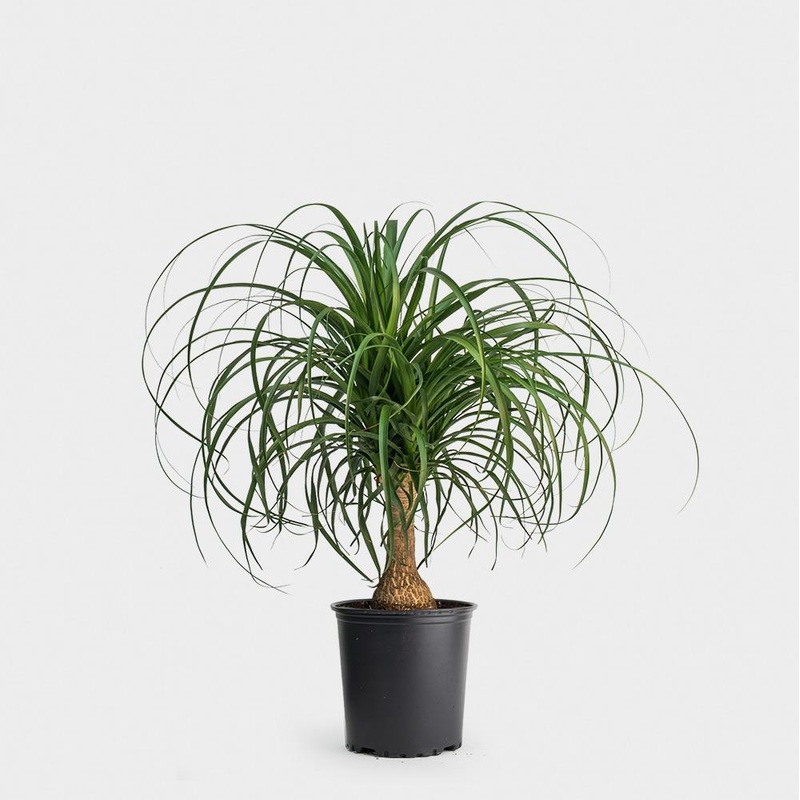 Beaucarnea guatamalensis – Ponytail Palm