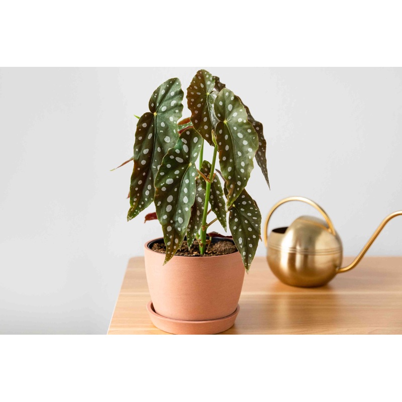 Begonia maculata|4″|6″