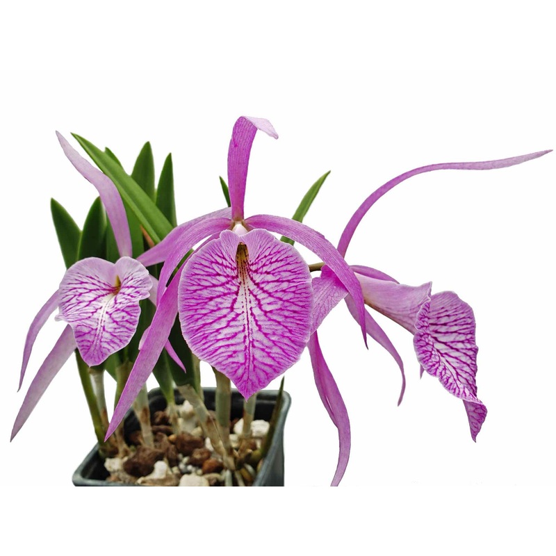 Brassocattleya Fuchs Star