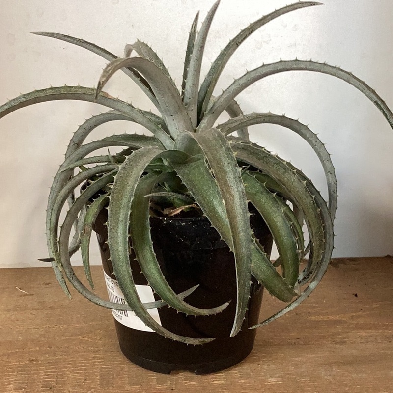Bromeliad Dyckia|4″