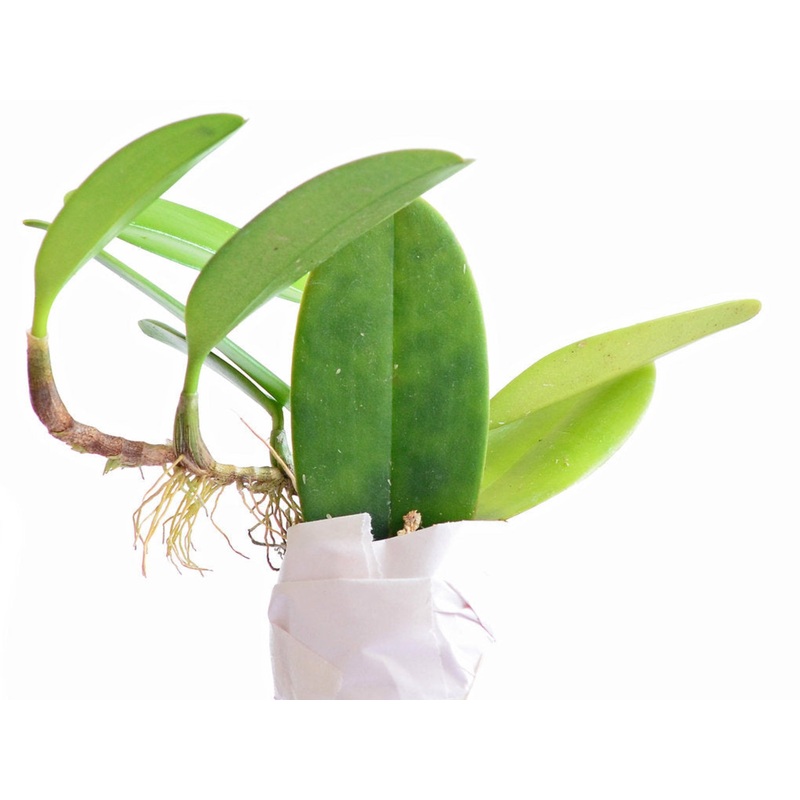 Bulbophyllum baileyi