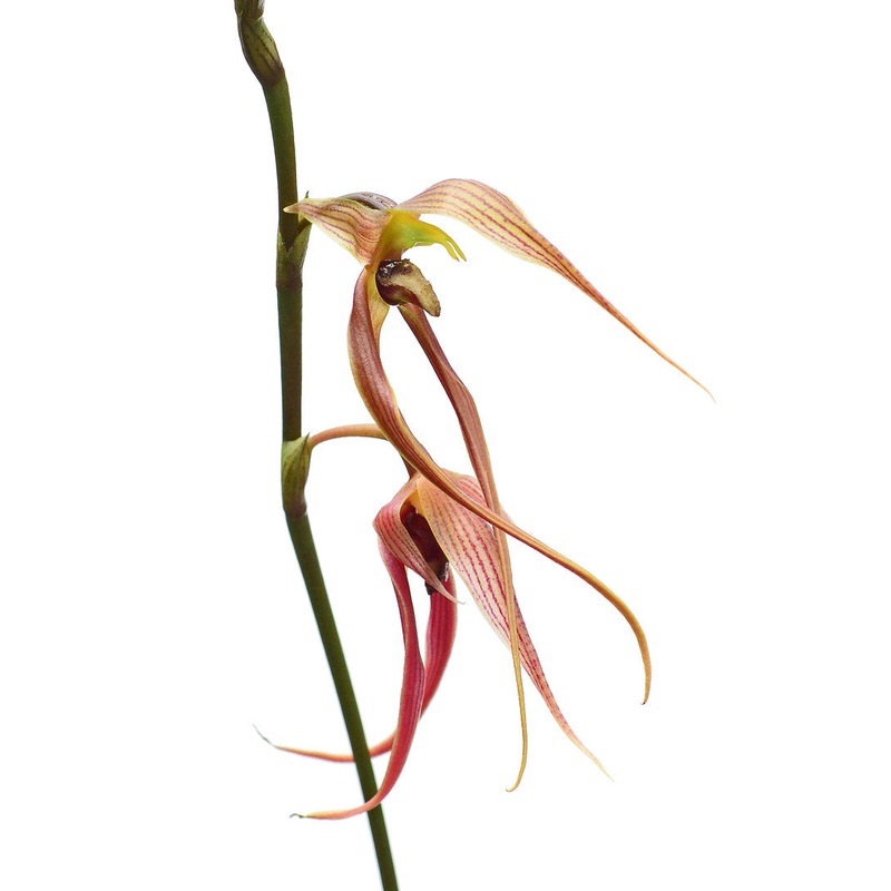 Bulbophyllum klabatense subsp. sulawesii