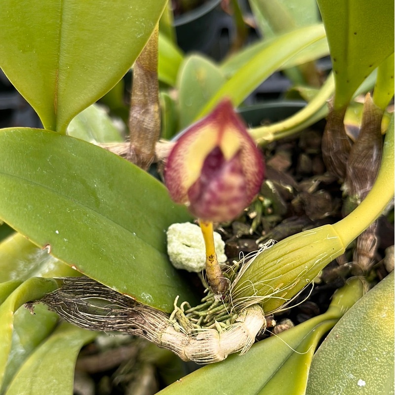Bulbophyllum micranthum ex brown river p.n.g
