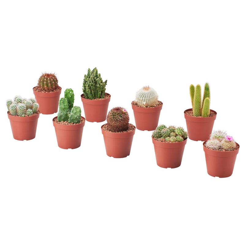 Cactus – Assorted|2|4″|6″
