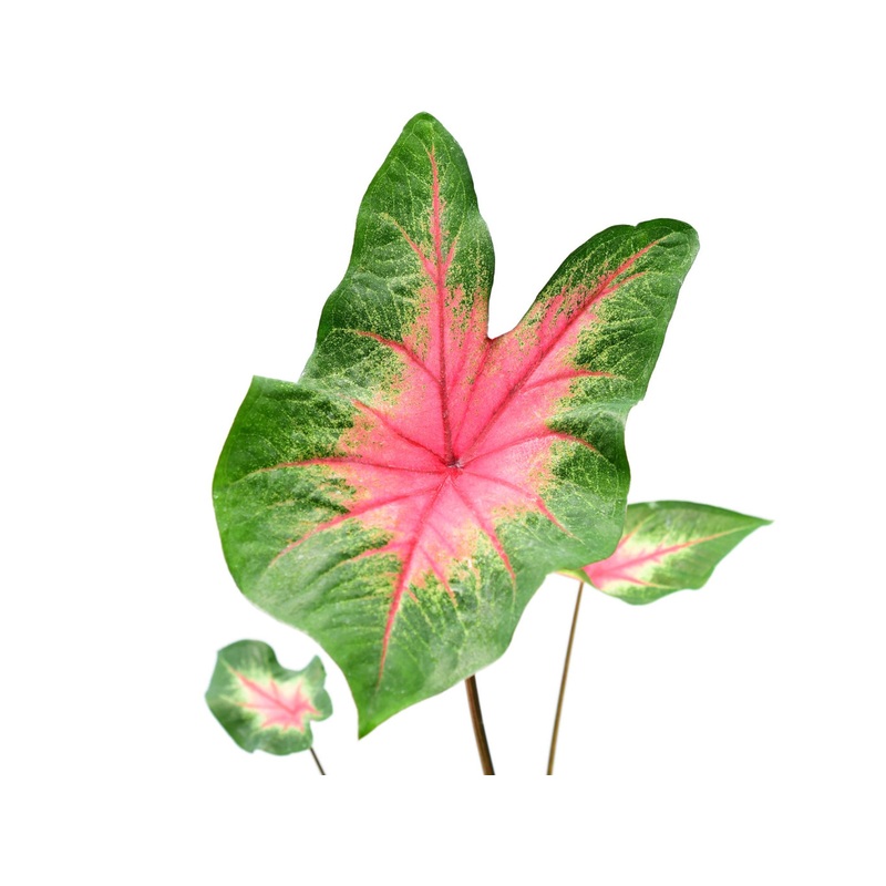 Caladium hortulanum