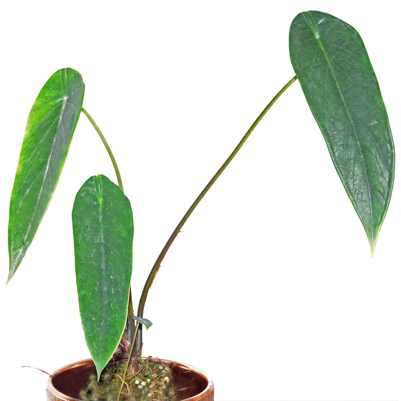 Caladium palaciosii 2