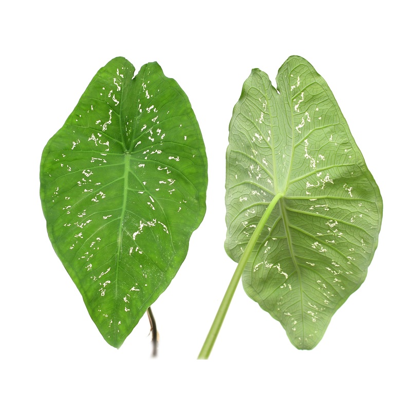 Caladium smaragdinum