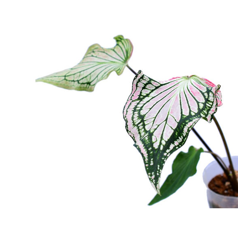 Caladium Thai Beauty
