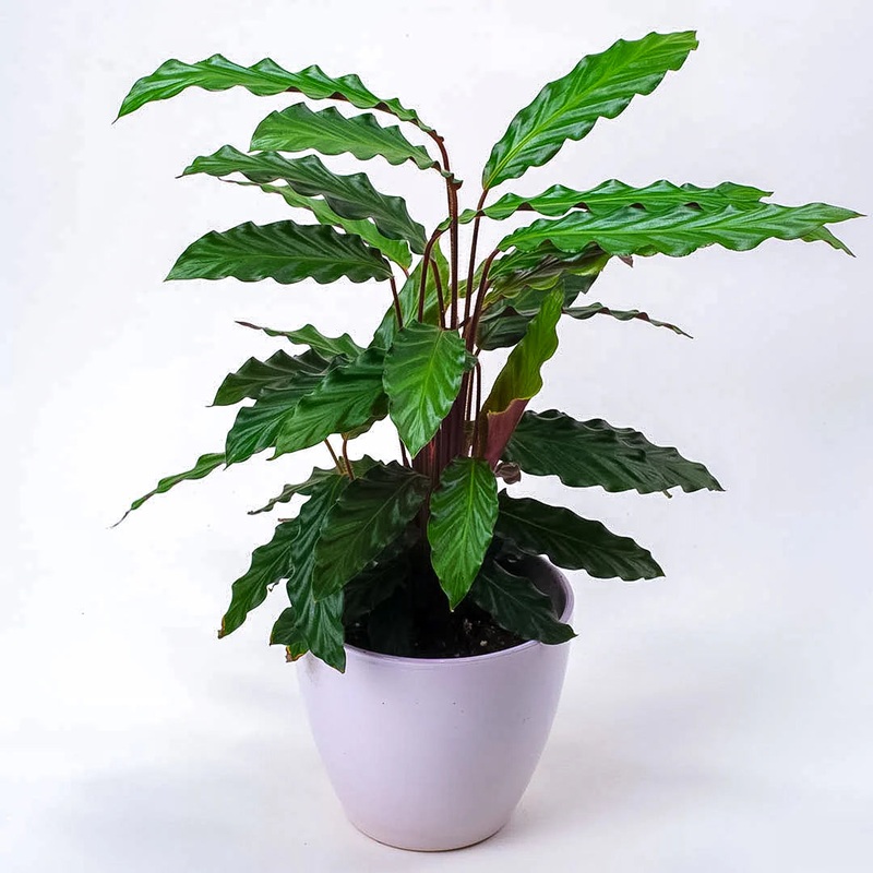Calathea rufibarba – Furry Feather