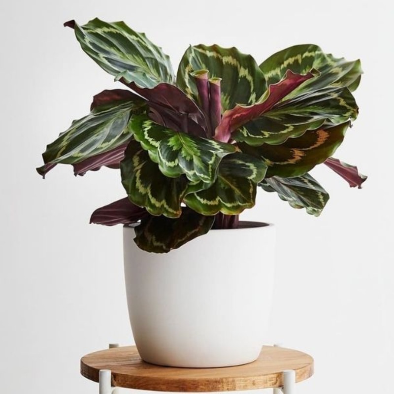 Calathea veitchiana – Medallion