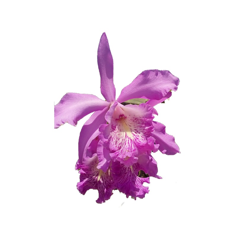 Cattleya Dominiana (1859)