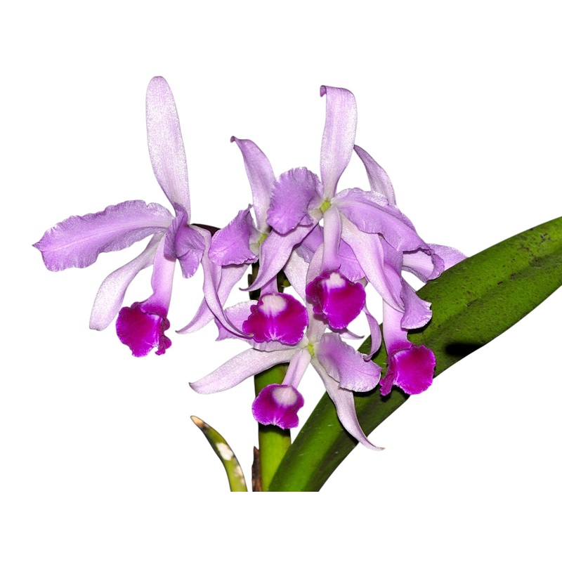 Cattleya lawrenceana