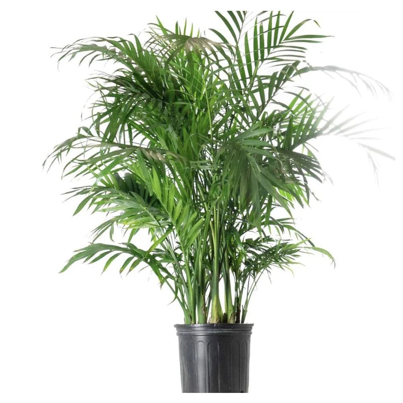Chamaedorea cataractarum – Cat Palm