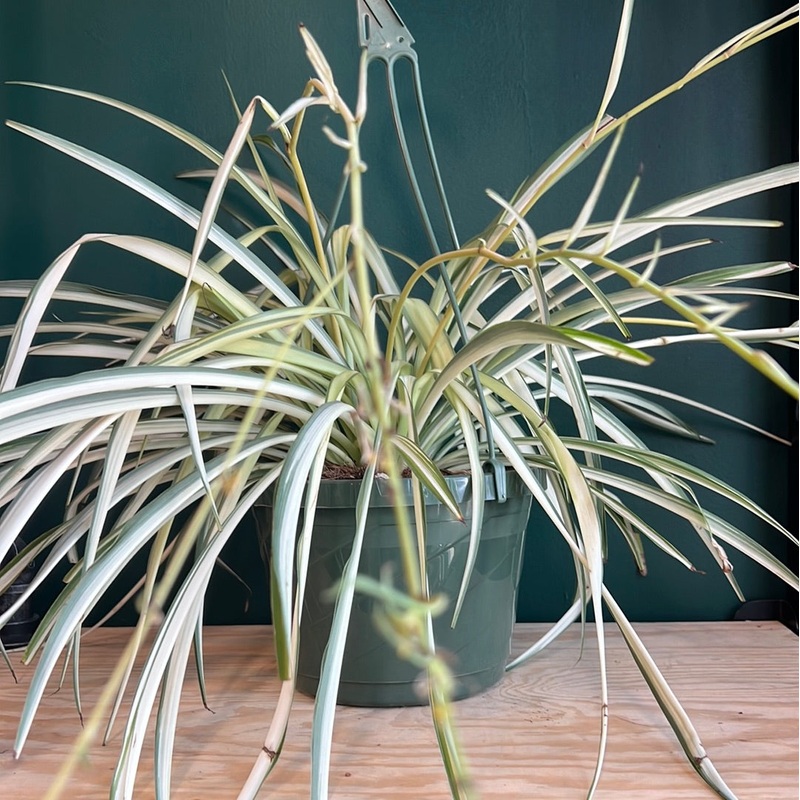 Chlorophytum comosum – Spider plant