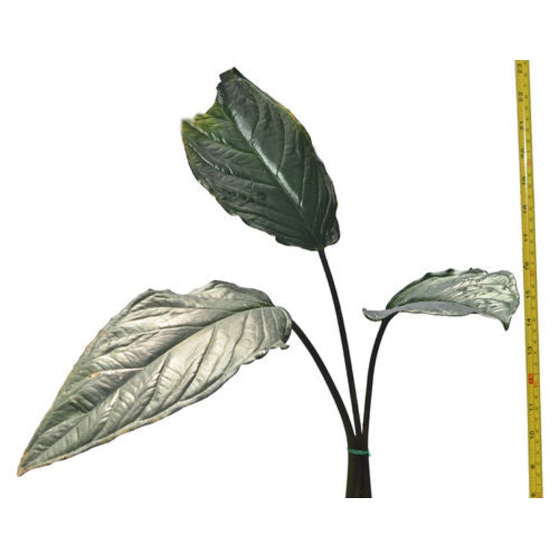Chlorospatha feuersteiniae