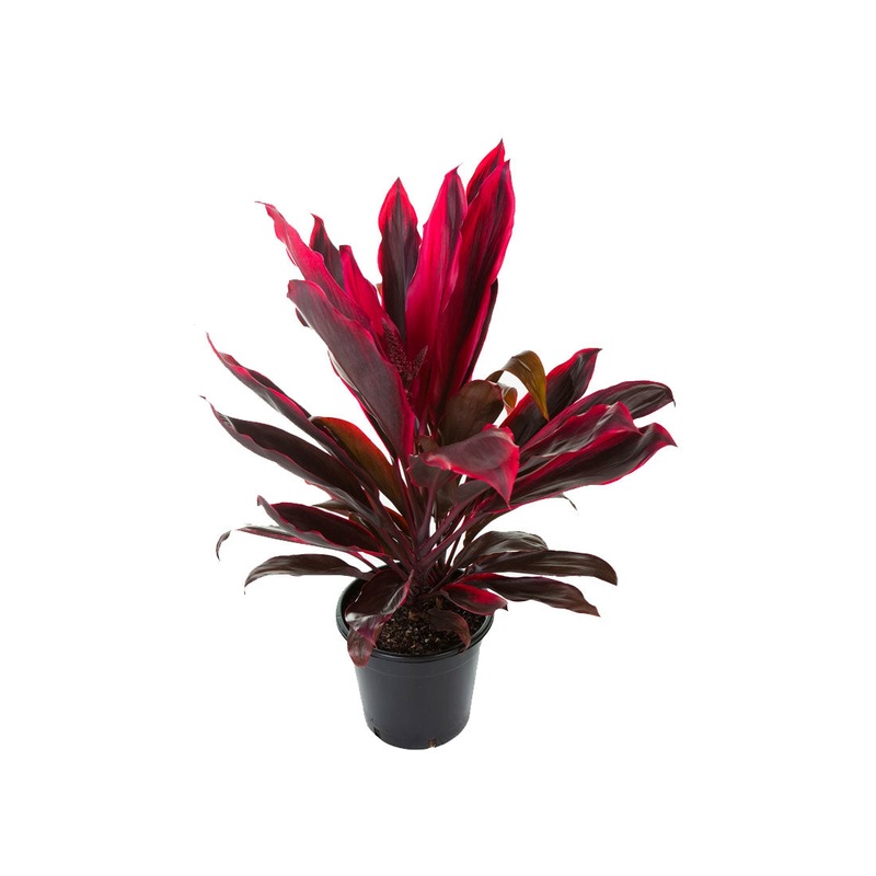 Cordyline Red Sister|6″|10″