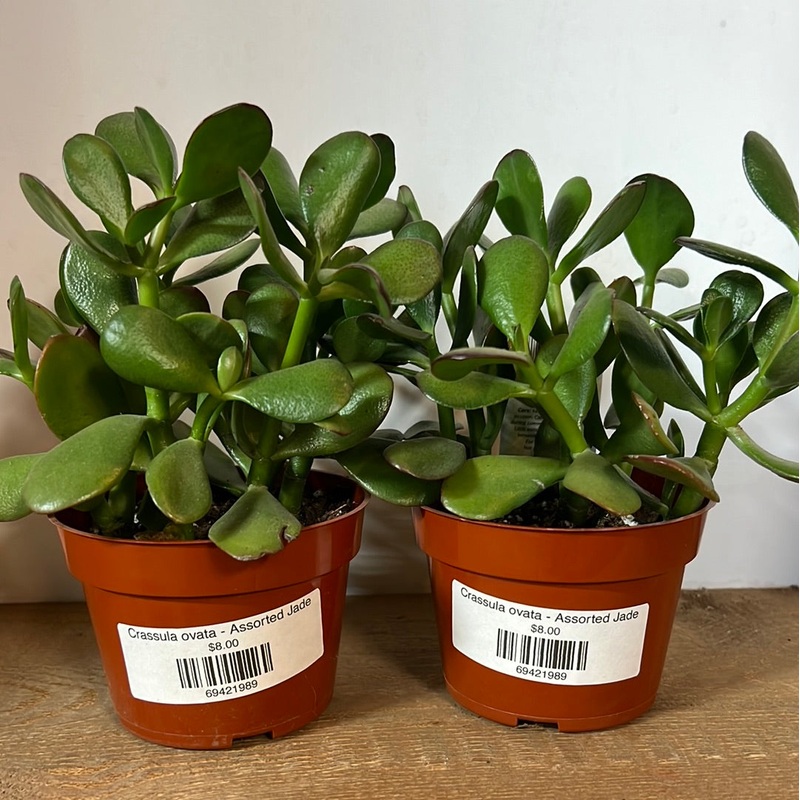Crassula ovata – Jade|4″|10|6″