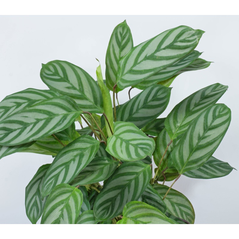 Ctenanthe setosa|6″|8″HB