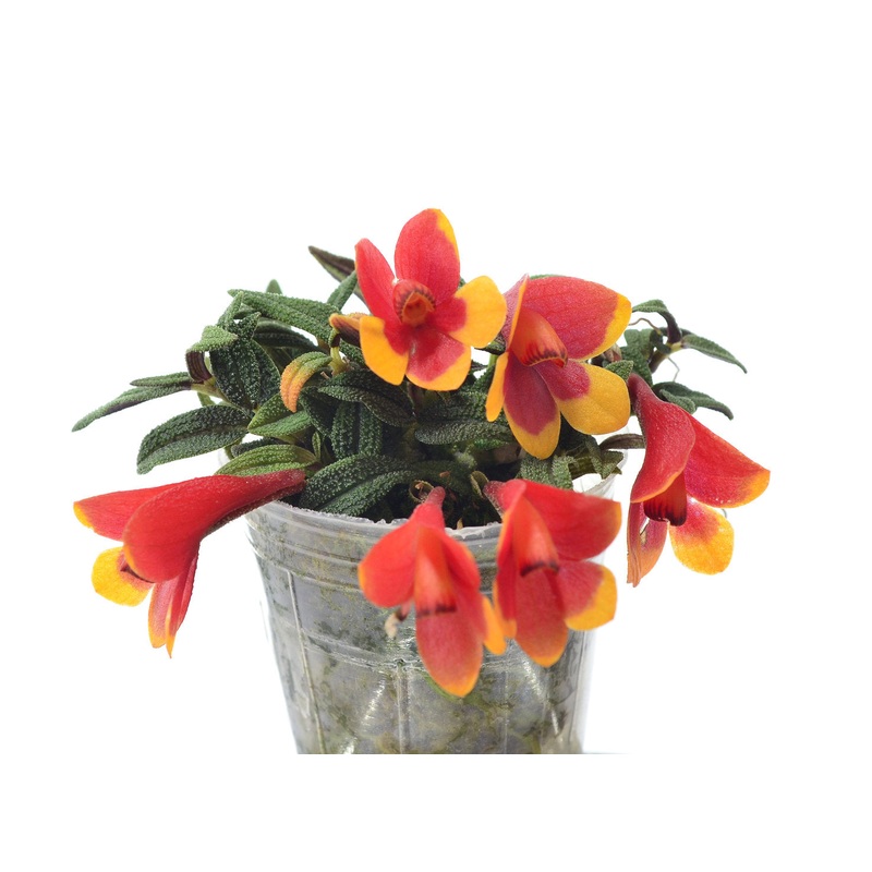 Dendrobium cuthbertsonii f. orange x f. red yellow ‘Pepe’