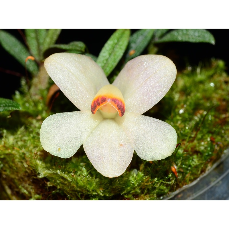 Dendrobium cuthbertsonii white x var pepe
