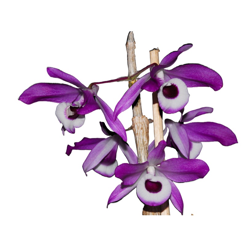 Dendrobium nobile