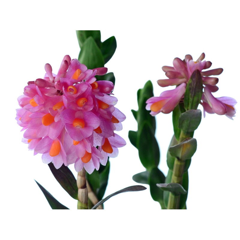 Dendrobium pseudoglomeratum