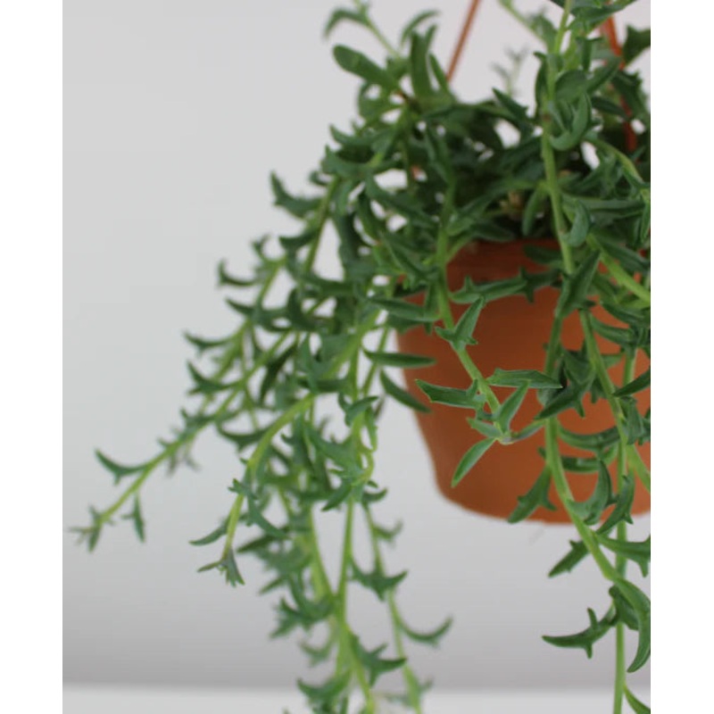 Dendrophorbium peregrinum – string of dolphins