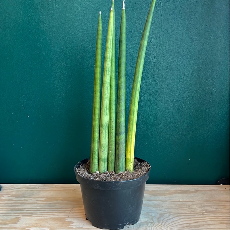 Dracaena angolensis – Cylindrical Snake Plant