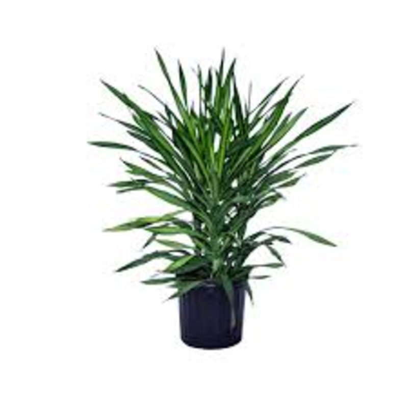 Dracaena deremenis – Rikki|8″ Cane|10″ Cane|10″ Stump|10″ Stump Santa Rosa