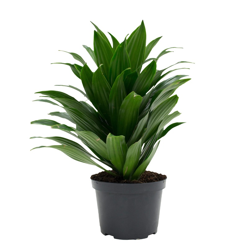 Dracaena deremensis – Janet Craig