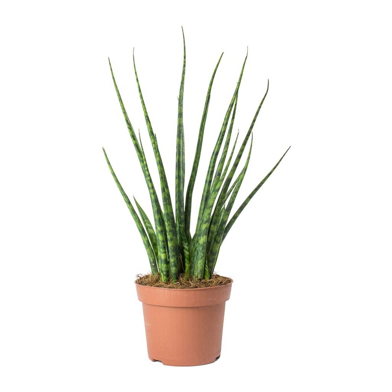Dracaena Fernwood Mikado – Snake Plant