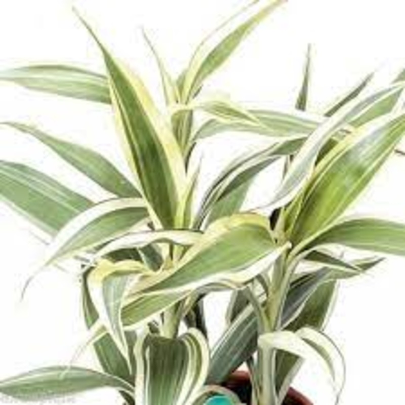 Dracaena sanderiana – Ribbon Plant