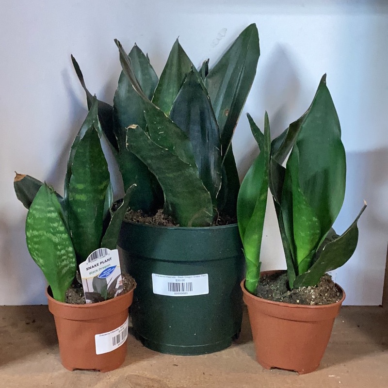 Dracaena trifasciata – Black Dragon Snake Plant
