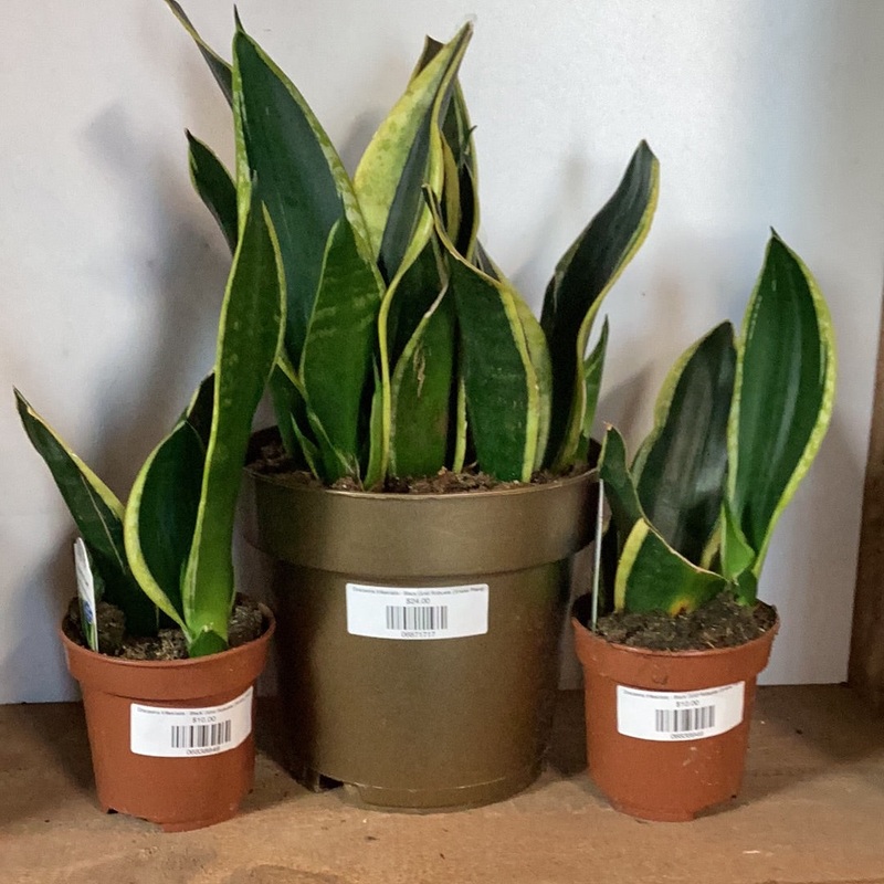 Dracaena trifasciata – Black Gold Robusta (Snake Plant)
